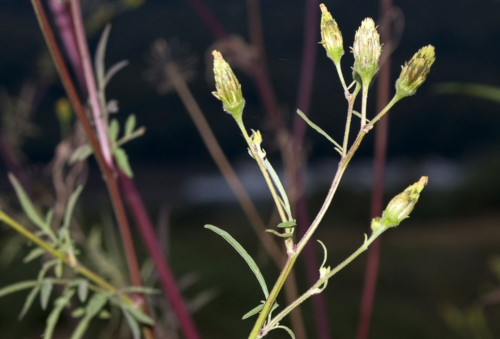 Bidens bipinnata / Forbicina bipennata